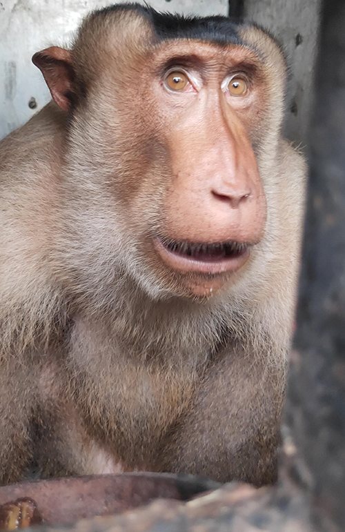 North Sumatra Provincial Wildlife Authority (BBKSDASU) Evacuates Two Pig-tailed Macaques from Binjai (August 23, 2024)